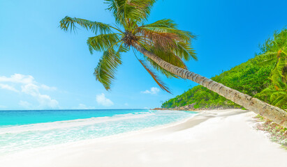 Palm trees by the sea in Praslin island
