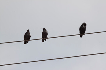 Cuervos posados en el tendido electrico