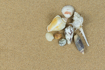 pile of sea shells on clean beach sand. Close up, beach sand texture