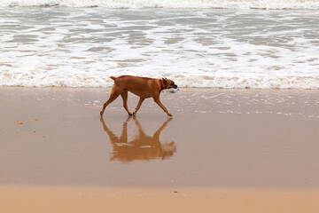 Perro  Boxer caminando por la orilla del mar en una playa de España