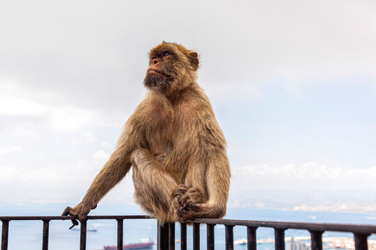 mono macaco que viven libres en el Peñón de Gibraltar