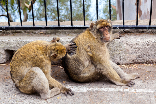 mono macaco que viven libres en el Peñón de Gibraltar