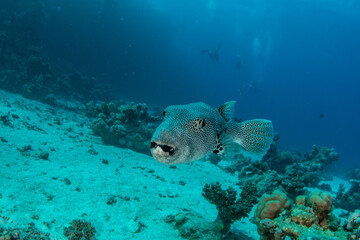 The stellate pufferfish / starry puffer / starry toadfish (Arothron stellatus) with a group of divers further away on the coral reef in St Johns Reef, Egypt