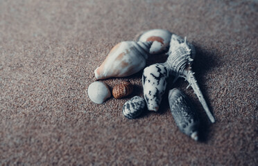 pile of sea shells on clean beach sand. Close up, beach sand texture