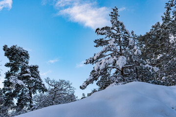 Winter northern landscape. Amazing view of forest trees woods covered with thick white snow. Trees...