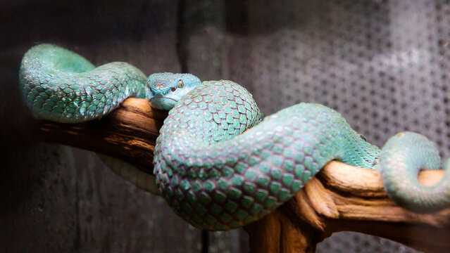 White - lipped Island Pit Viper.
 A light green shiny snake. Males have a bright white stripe above the upper labial shields. The length is up to 82 cm. An arboreal climbing species. It lives in the m
