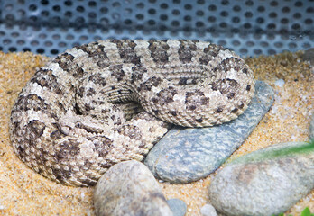 Sidewinder Snake.
It is a type of rattlesnake. Although they are venomous snakes, they are shy and mostly nocturnal, which leads to a relatively small number of human bites. - 687515405
