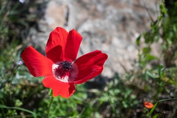 Close up of Anemone coronaria, the poppy anemone, Spanish marigold, or windflower, a species of flowering plant in the buttercup family Ranunculaceae, native to the Mediterranean region.
