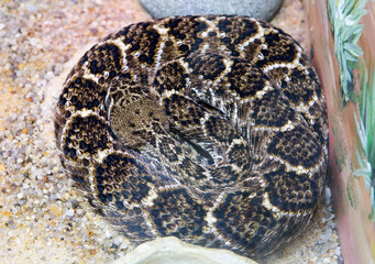 Western Diamondback Rattlesnake.
 The total length reaches 1.7–2.5 m, weight — 0.5–7 kg. The head is wide, the body is slender and thick. The eyes are large, the pupils are vertical. Venomous teeth ar