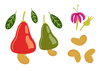 Cashew nuts, fruits and flower elements. Cartoon vector flat illustration isolated on white background. Vegan protein source.	