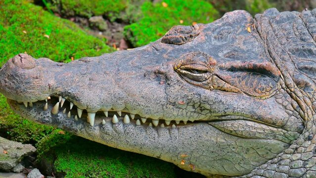 close up  head of  irian crocodile