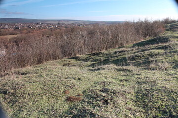 A grassy field with trees