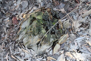 A mossy rock on the ground