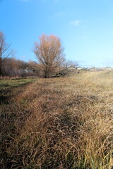 A grassy field with trees and buildings in the background