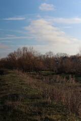 A grassy field with trees and blue sky