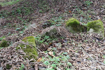 A group of rocks in the grass