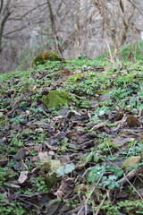 Fototapeta premium A forest floor with moss
