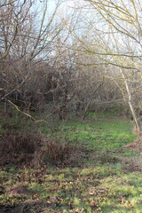 A path through a forest