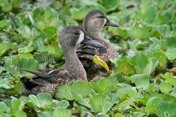 Two blue-winged teals swimming through the vegetation at Lake Apopka, Florida