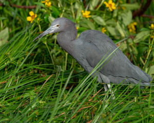 Little Blue Heron