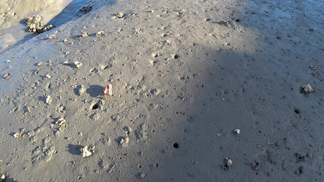 mudflats and crabs