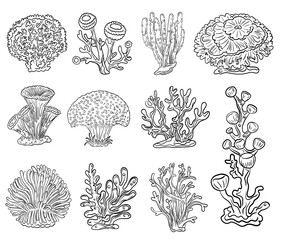 Corals hand drawn line illustrations. Ocean plants and coral reef elements isolated on white. Vector corals graphic set.