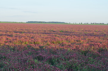 FIELD WITH RED CLOVER
