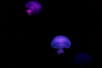 underwater shooting of beautiful cannonball jellyfish