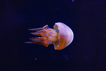 underwater photography of beautiful flame jellyfish rhopilema esculentum