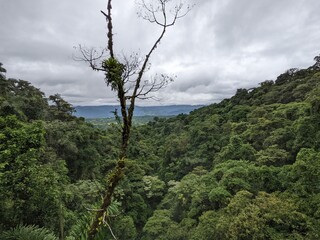 Mistico Arenal hanging bridges national park. La Fortuna Costa Rica. Lush green jungle and stunning...