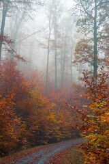 Herbst Wald mit Nebel
