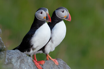 common puffin Fratercula arctica 