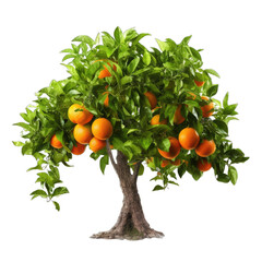 Orange tree isolated on white transparent background, Ripe fruits and citrus green foliage, PNG
