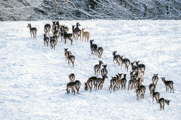 herd of deer
