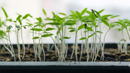 Young tomato seedlings sprout in the ground in a pot. Growing plants, seedlings of green plants. Gardening concept.