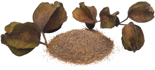 Ayurvedic arjun fruit