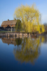 barn on farm bordering pond and willow tree at nature center in west saint paul minnesota