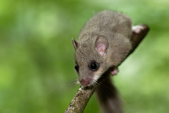 european fat dormouse Glis glis