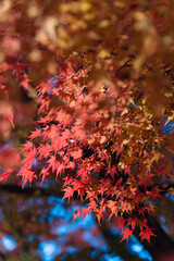 京都東福寺境内の紅葉