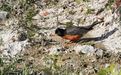 American Robin hunting for insects on shore