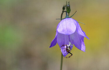 Hare Bell flower with crab spider
