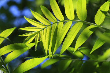 New Sumac plant growth in spring