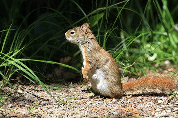 Naklejka na ściany i meble Red Squirrel standing in alert mode in grass