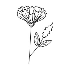 hand drawn flower 