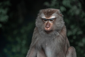 Beautiful monkeys on the road. Animal primates. Monkey mountain in thailand. Sunny day. Macaques on the street.	

