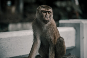 Beautiful monkeys on the road. Animal primates. Monkey mountain in thailand. Sunny day. Macaques on the street.	
