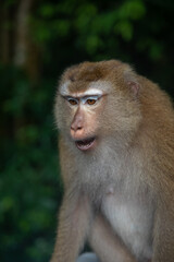 Beautiful monkeys on the road. Animal primates. Monkey mountain in thailand. Sunny day. Macaques on the street.	

