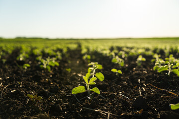 A tender sprout of a soybean agricultural plant in a agricultural soy beans field grows in a row with other sprouts. Selective focus. Soft focus.