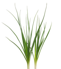 Green grass isolated on white background and texture, clipping