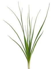 Green grass isolated on white background and texture, clipping